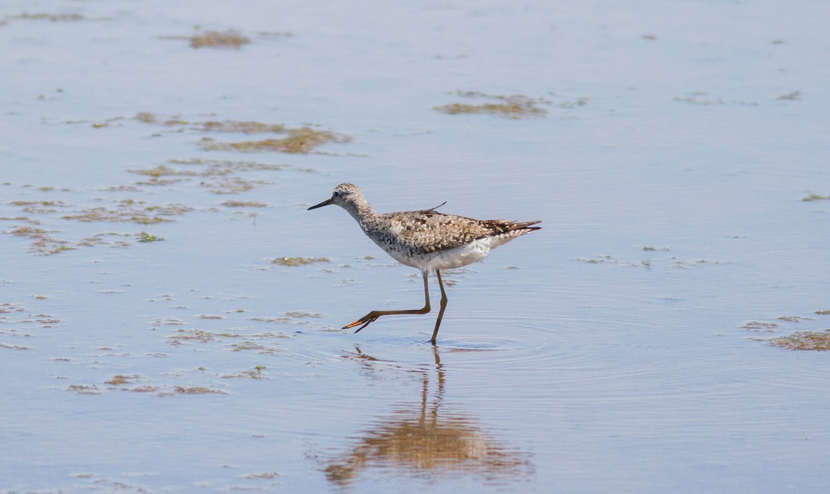 Lesser Yellowlegs - ML109647031