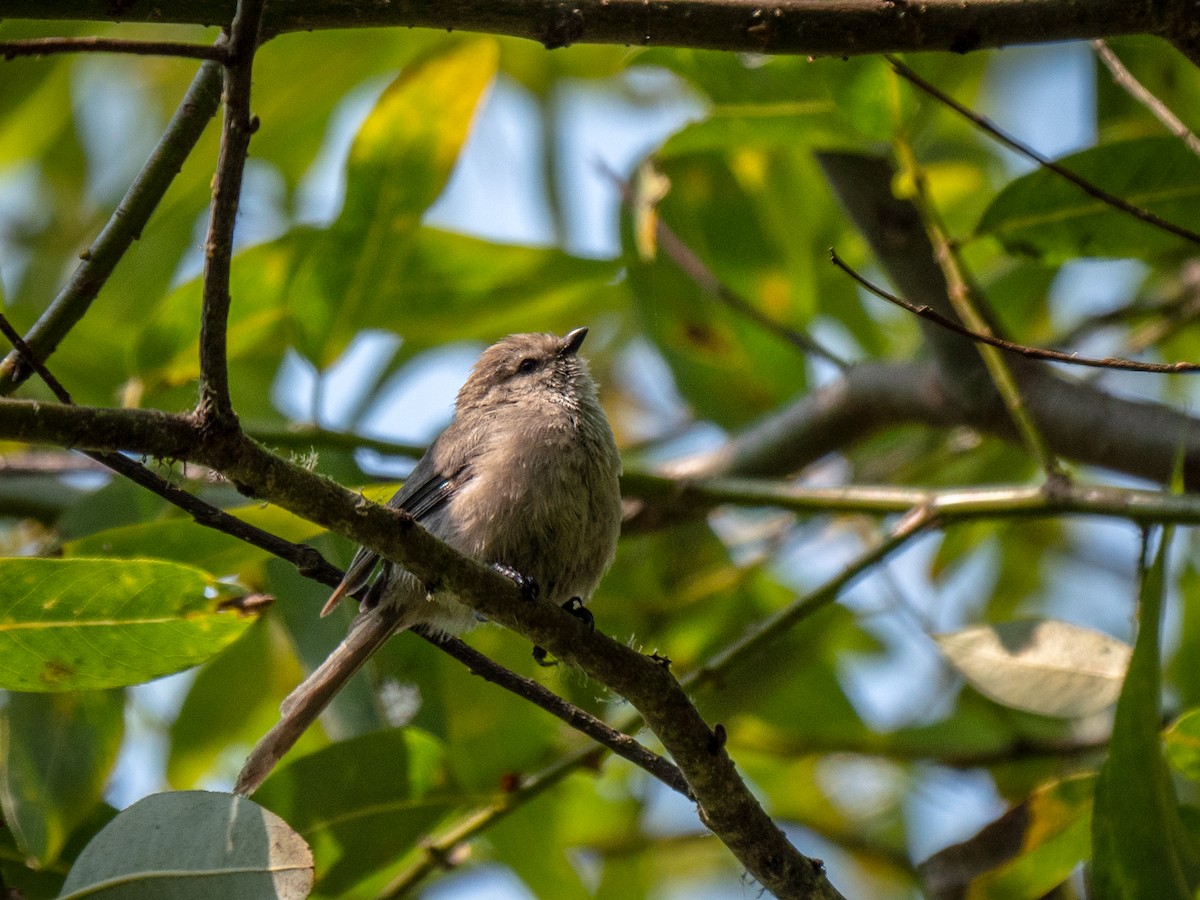 Bushtit - ML109647271