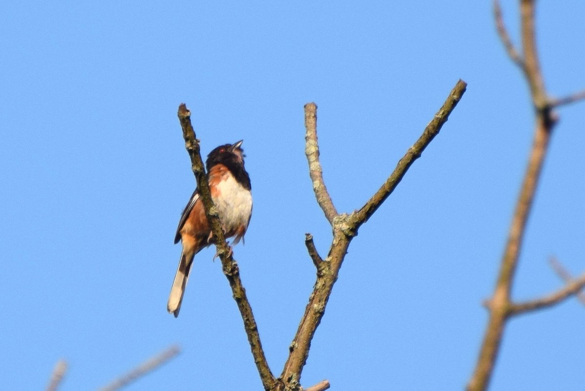 Eastern Towhee - irina shulgina