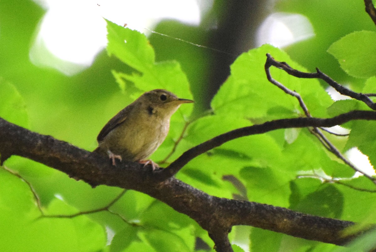 House Wren - irina shulgina