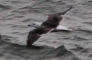 Great Black-backed Gull - Sequoia Wrens