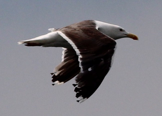 Great Black-backed Gull - ML109651171