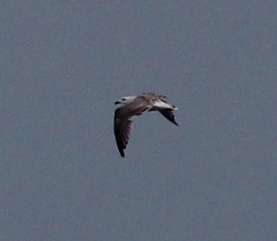 Great Black-backed Gull - ML109651481