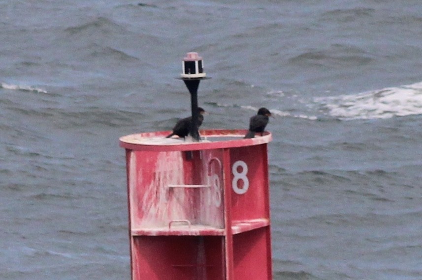 Double-crested Cormorant - ML109651891