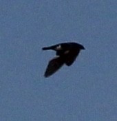 Tree Swallow - ML109652091