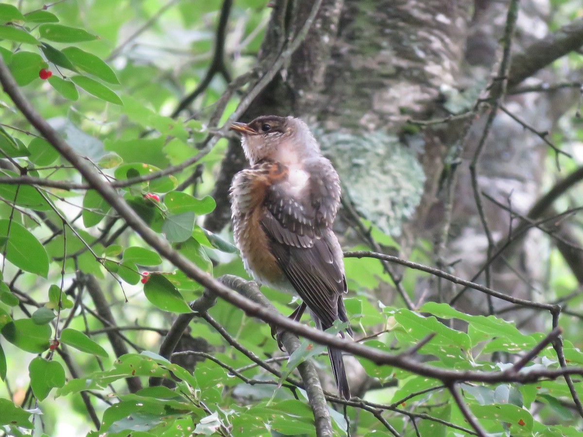 American Robin - ML109652831