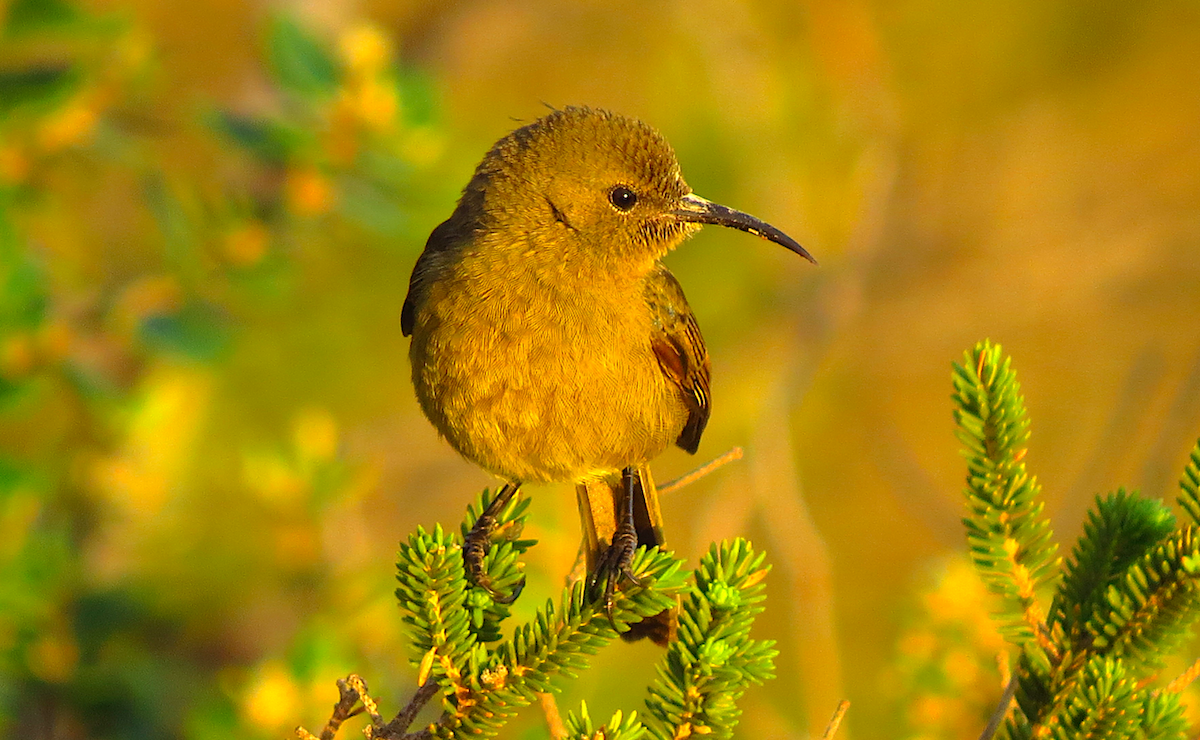 Orange-breasted Sunbird - ML109653551