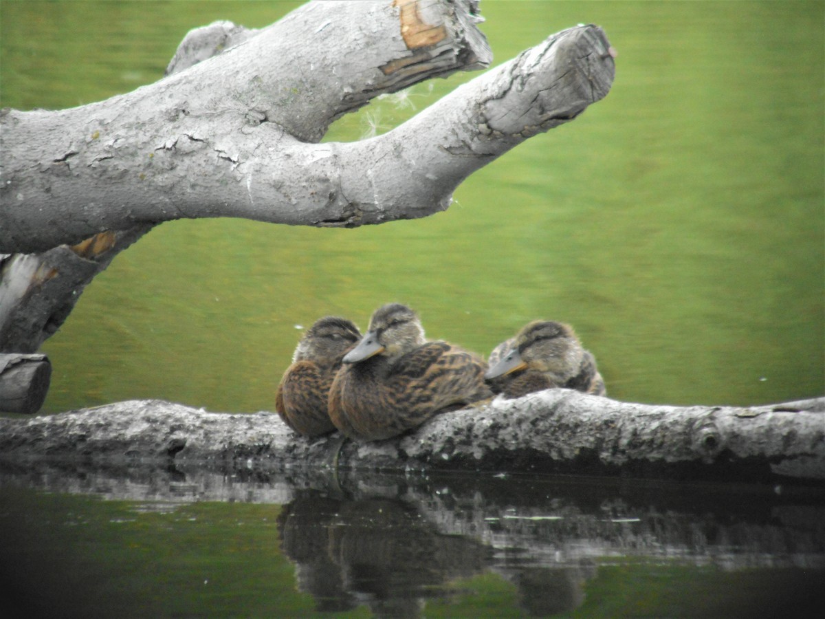 Canard colvert - ML109655721