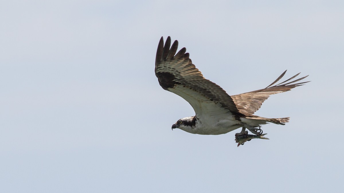 Águila Pescadora - ML109655751