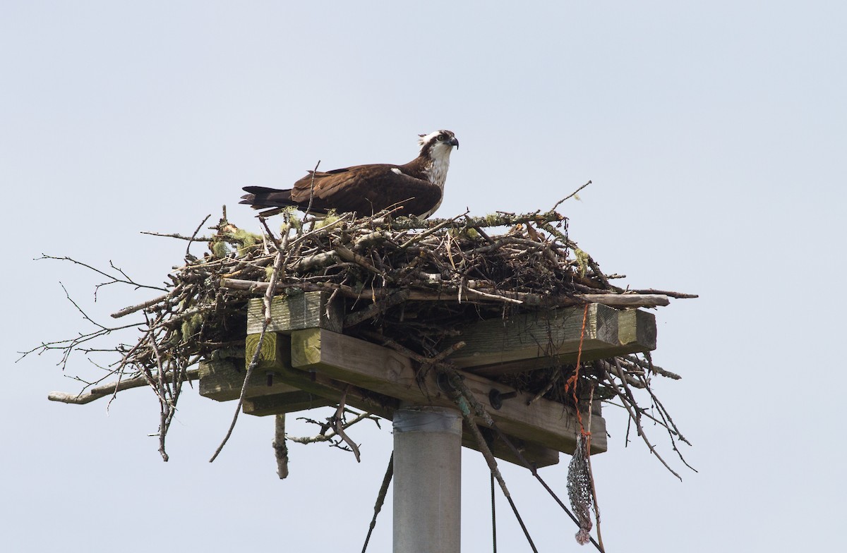 Osprey - ML109655761