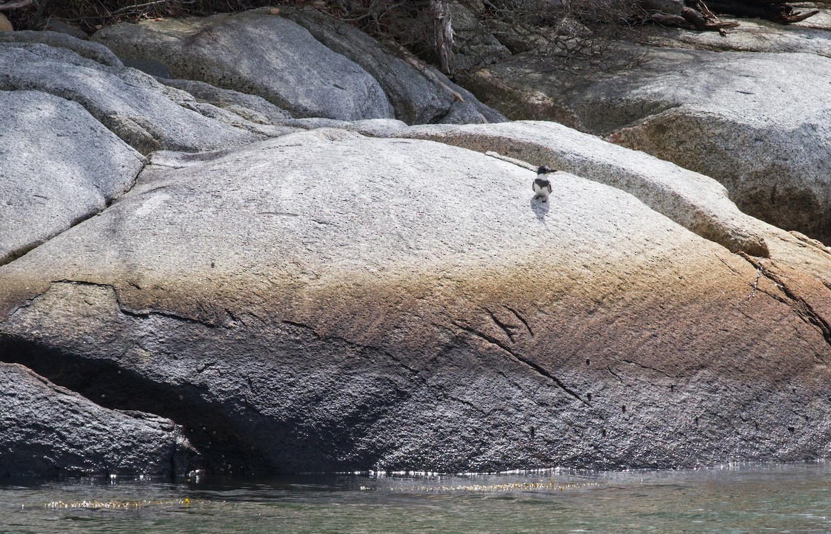 Belted Kingfisher - ML109655841