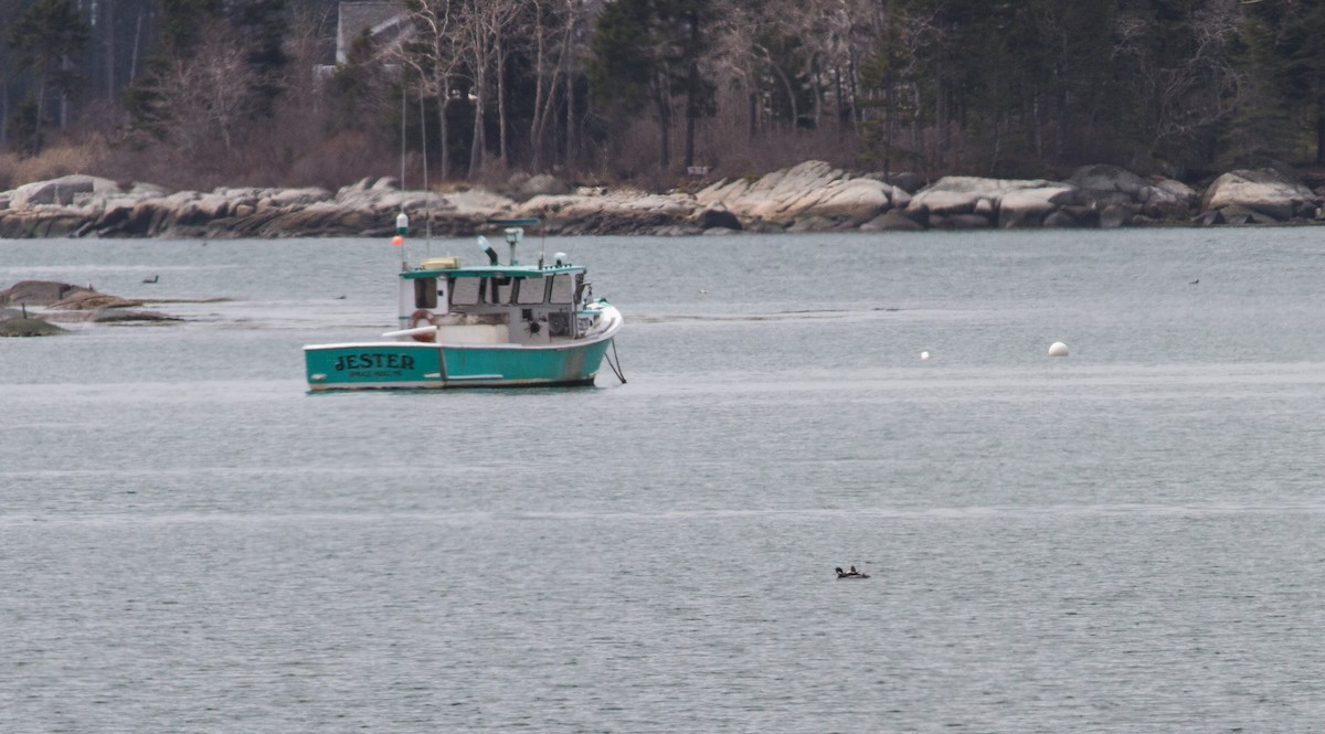 Red-breasted Merganser - ML109656091