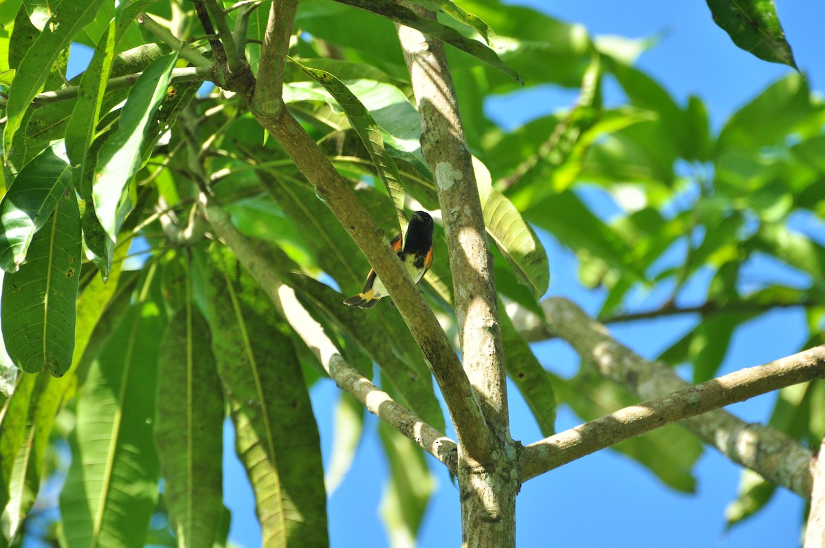 American Redstart - ML109656101