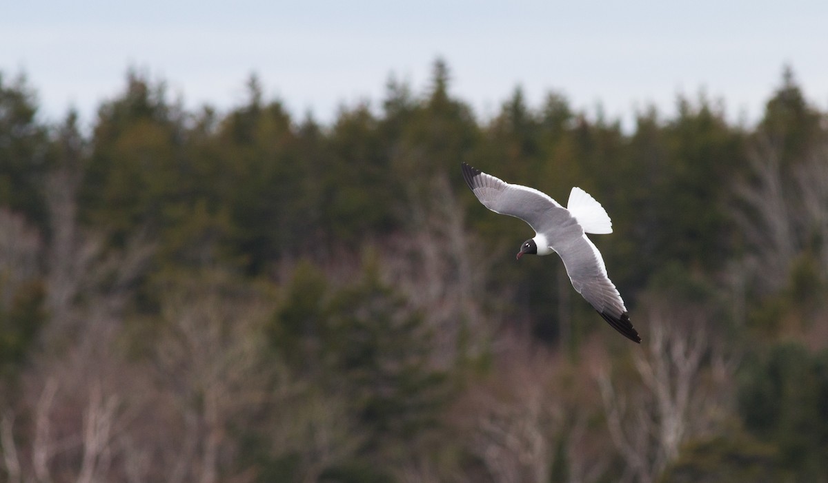 Laughing Gull - ML109656131