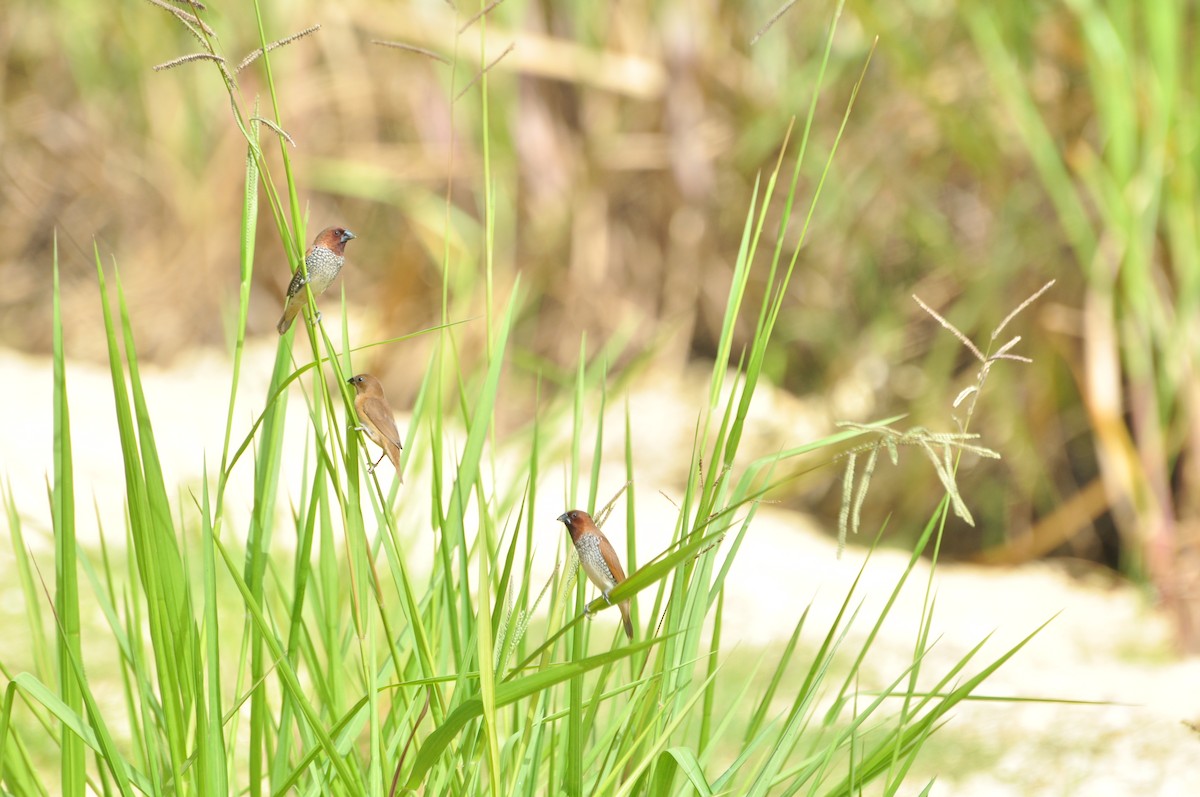 Scaly-breasted Munia - ML109656211