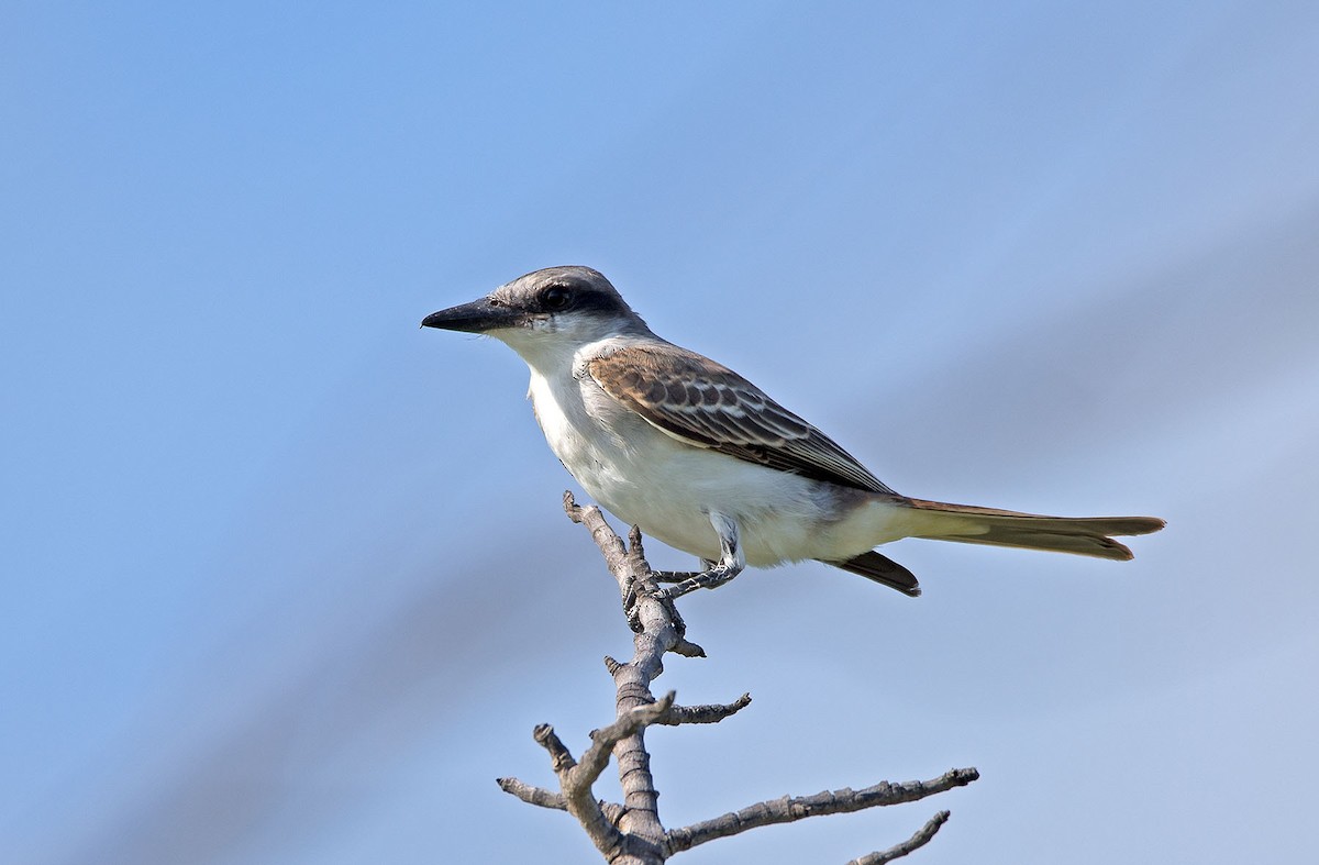 Gray Kingbird - ML109656361