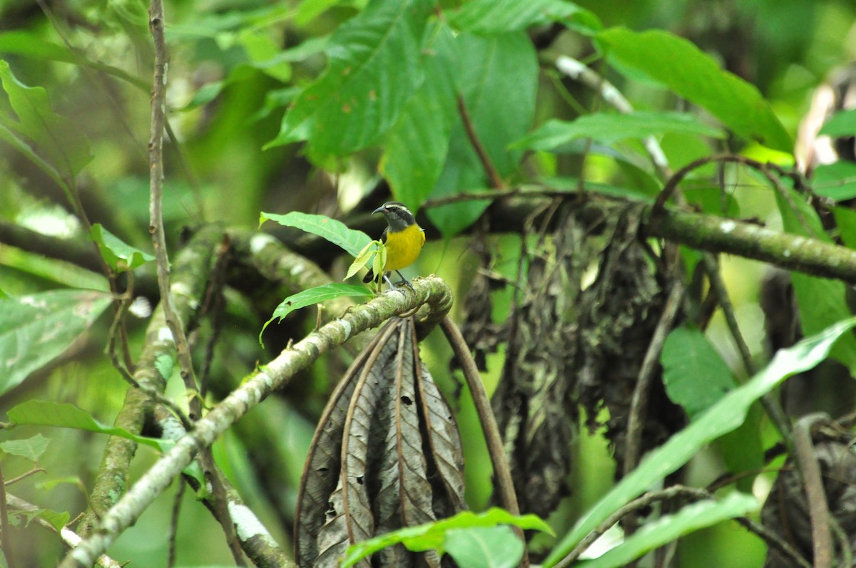 Bananaquit - Oscar Marín