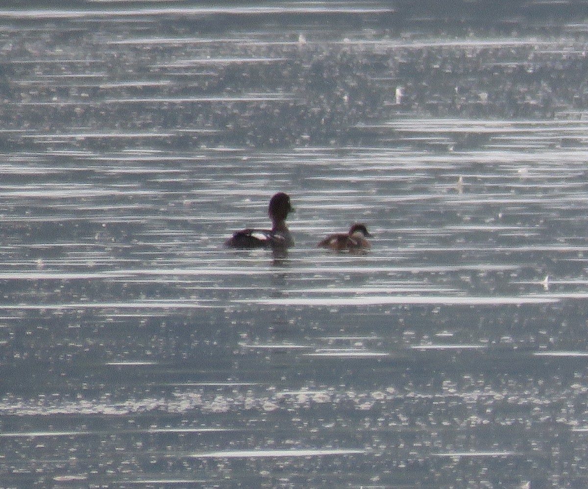 Common Goldeneye - ML109657861