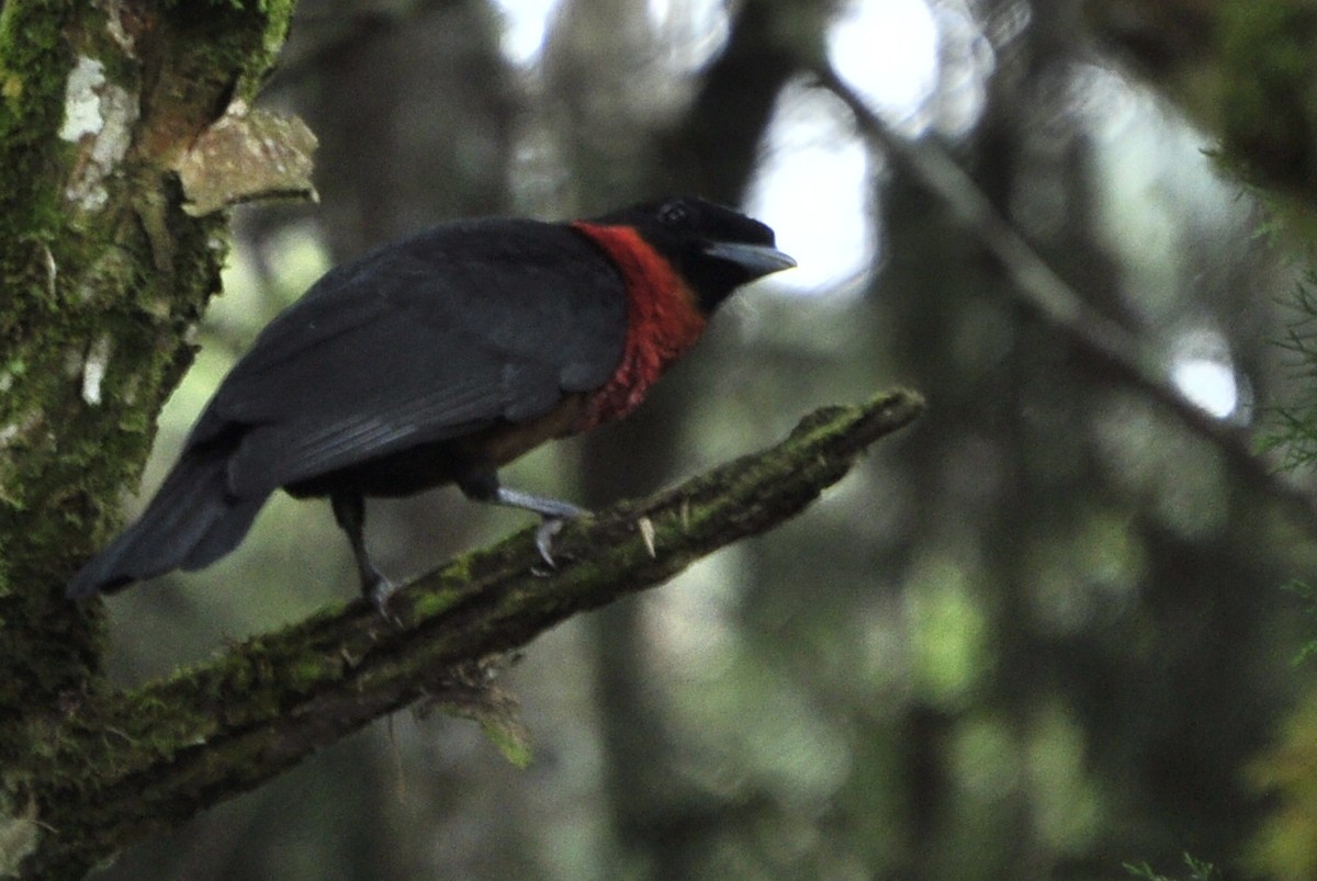 Red-ruffed Fruitcrow - ML109658051