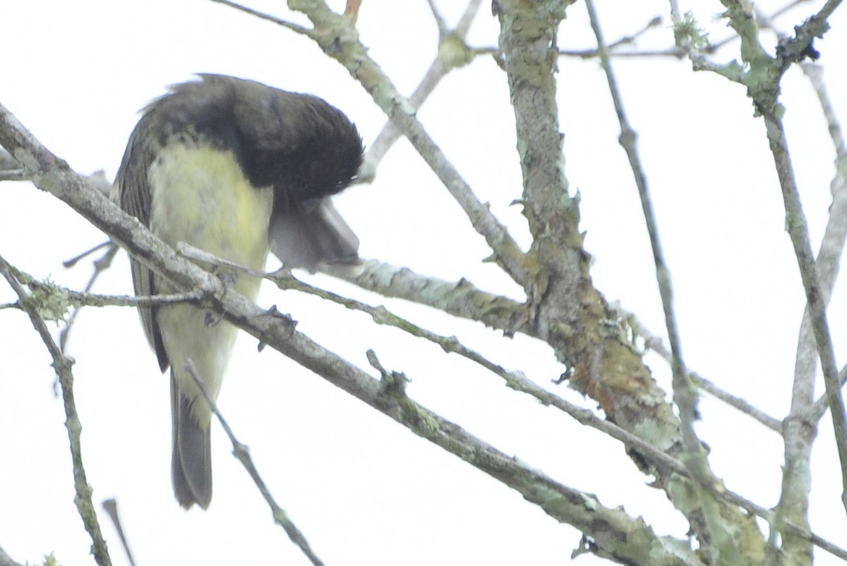 Yellow-bellied Seedeater - Oscar Marín