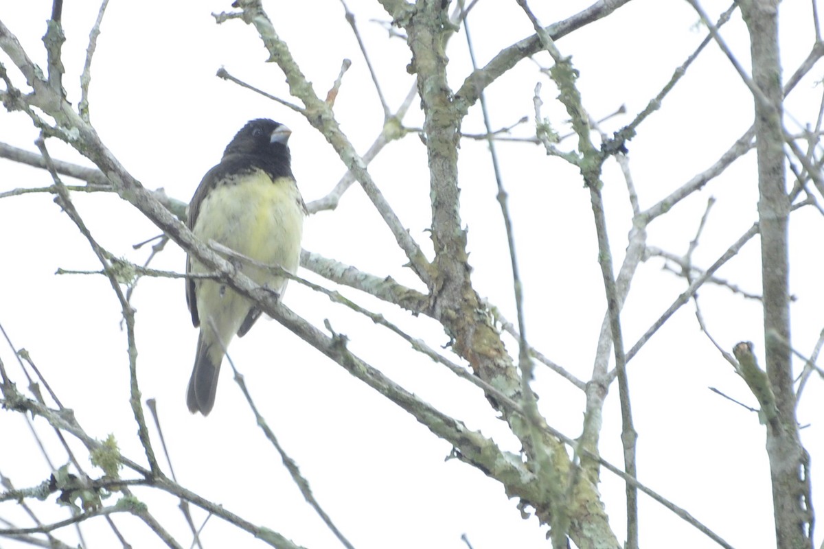 Yellow-bellied Seedeater - ML109658151