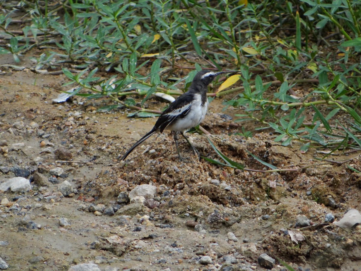 White-browed Wagtail - ML109658181
