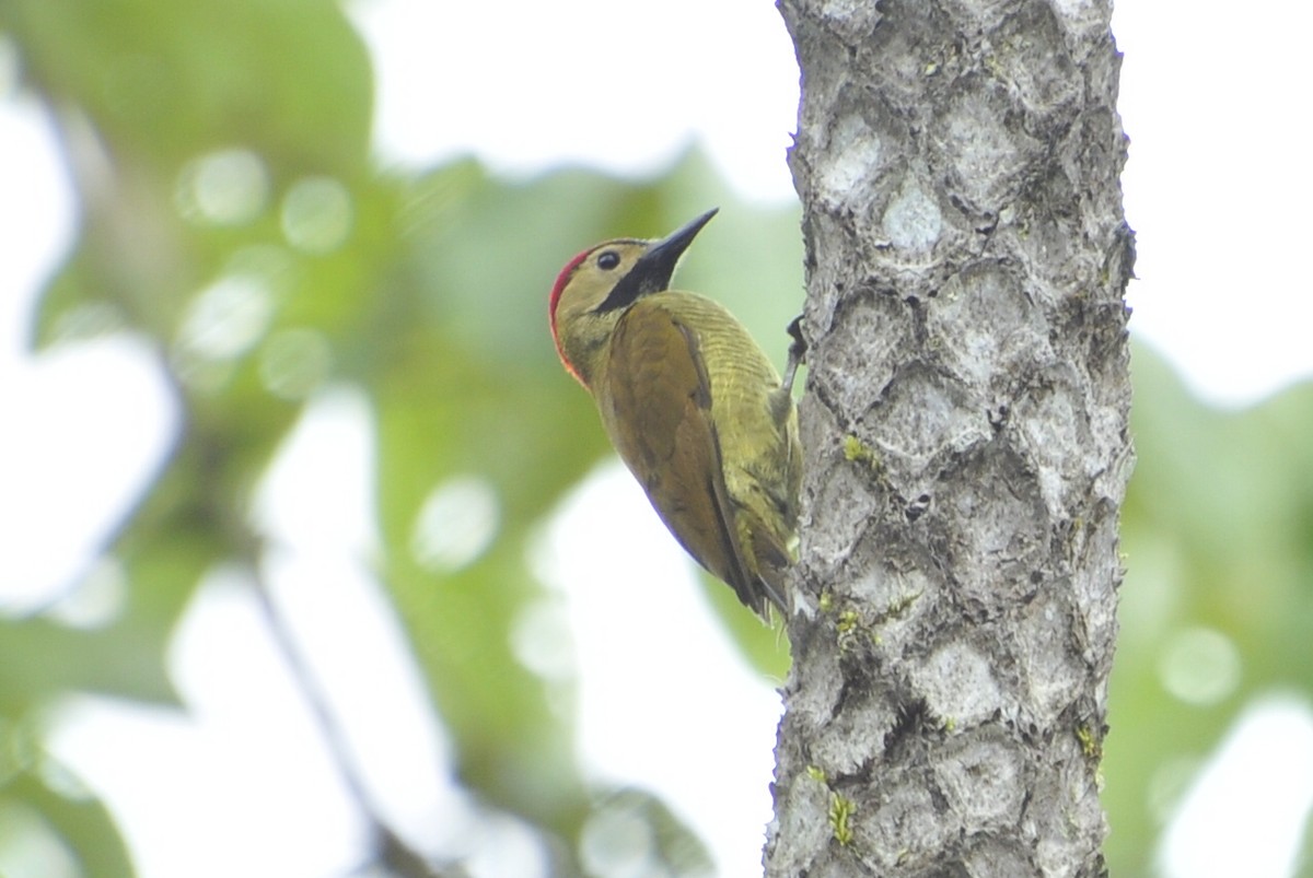 Golden-olive Woodpecker - ML109658201