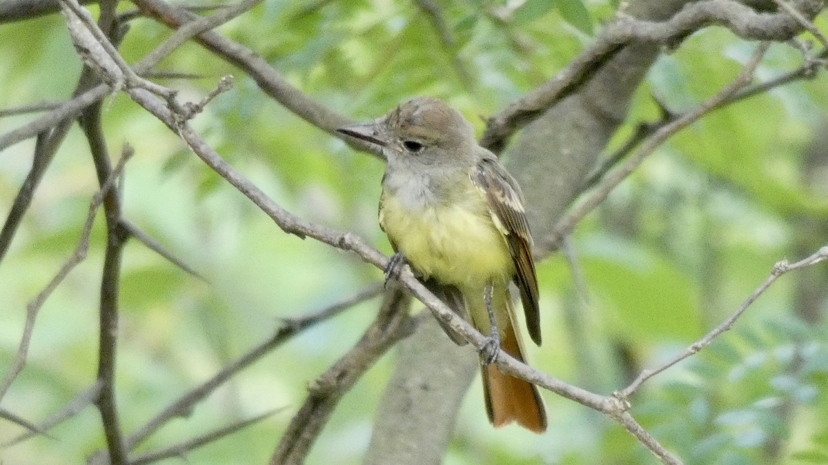 Great Crested Flycatcher - ML109658231