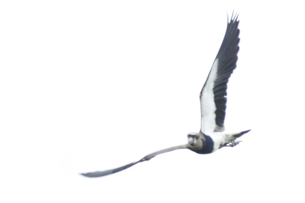 Southern Lapwing - ML109658261