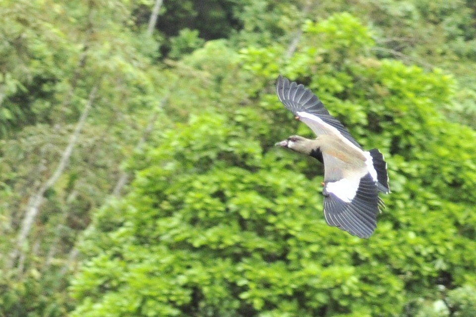 Southern Lapwing - ML109658301