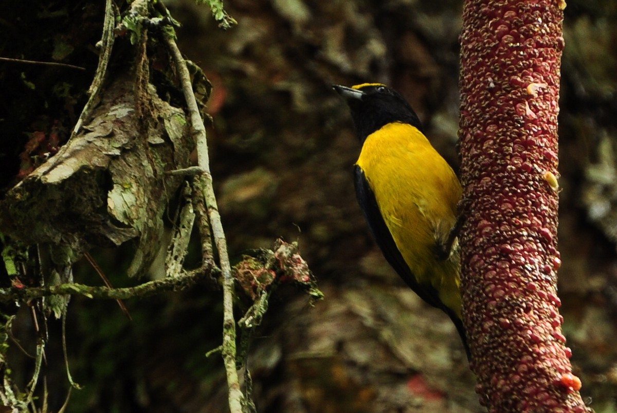 Orange-bellied Euphonia - ML109658361