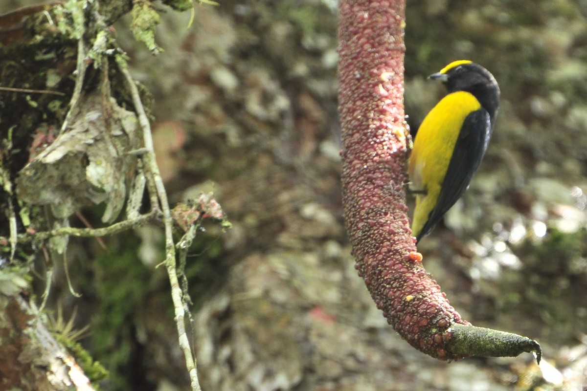 Orange-bellied Euphonia - ML109658371