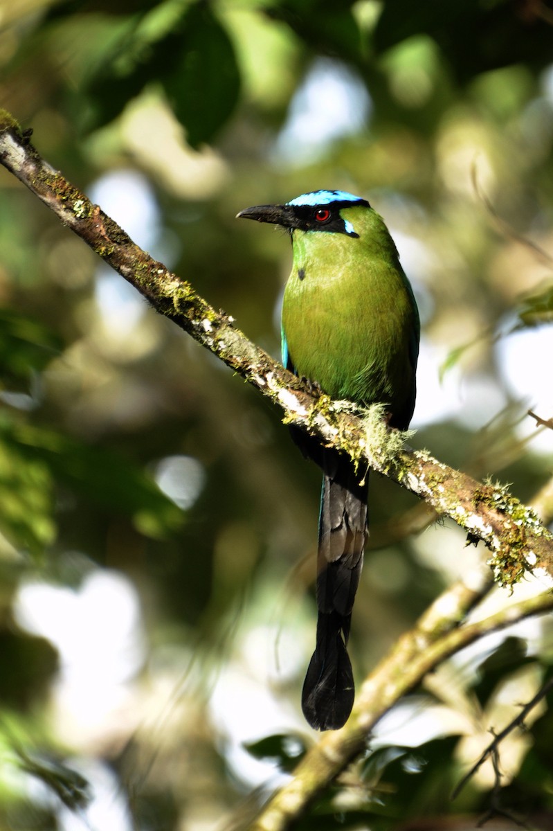 Motmot d'Équateur - ML109658391