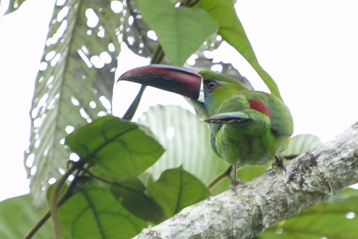 Crimson-rumped Toucanet - ML109658431