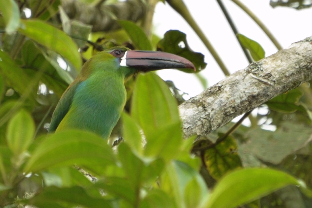 Crimson-rumped Toucanet - ML109658441