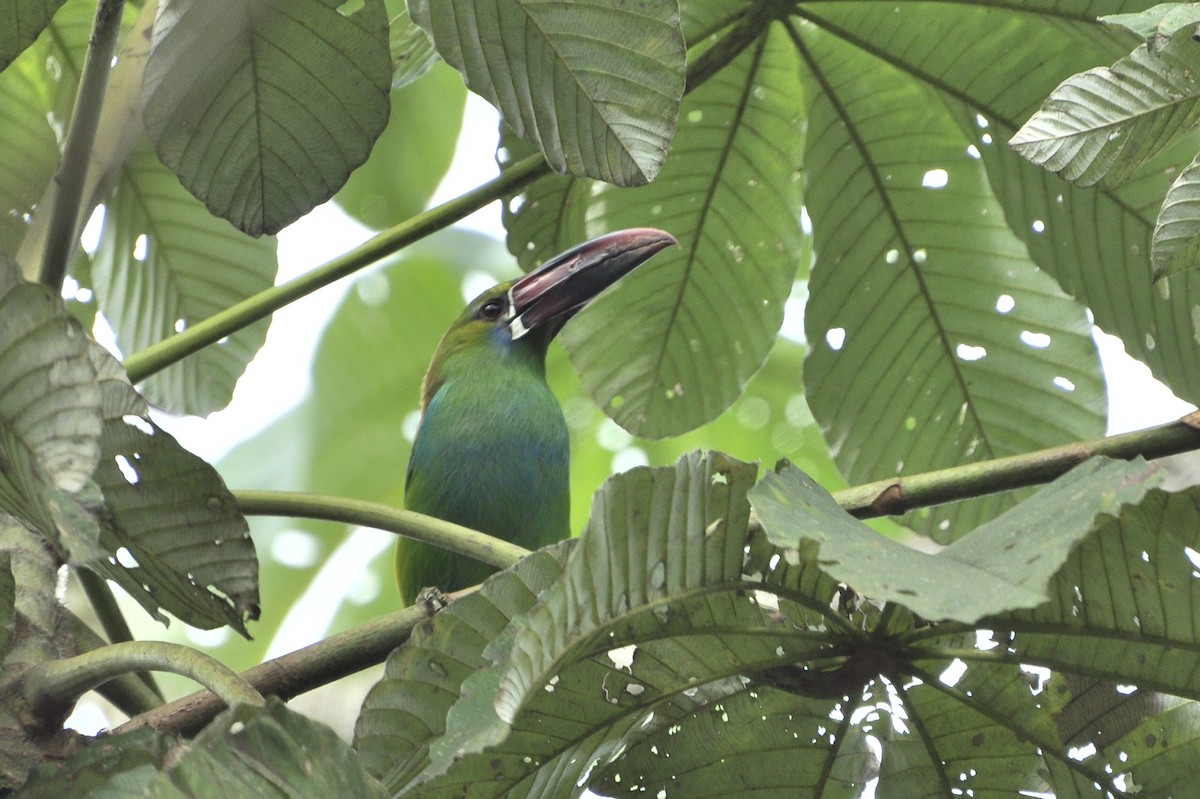 Crimson-rumped Toucanet - ML109658451