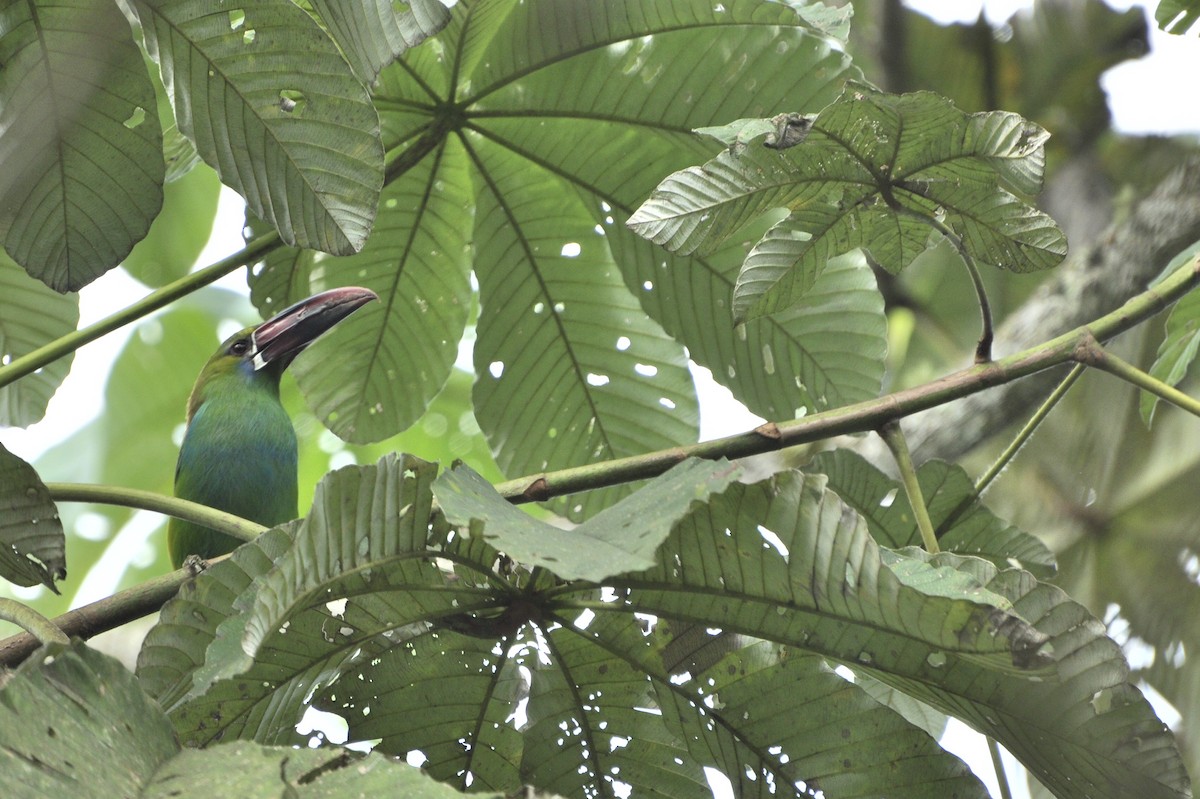 Crimson-rumped Toucanet - ML109658471