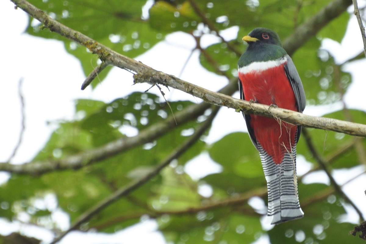 Trogon rosalba - ML109658531