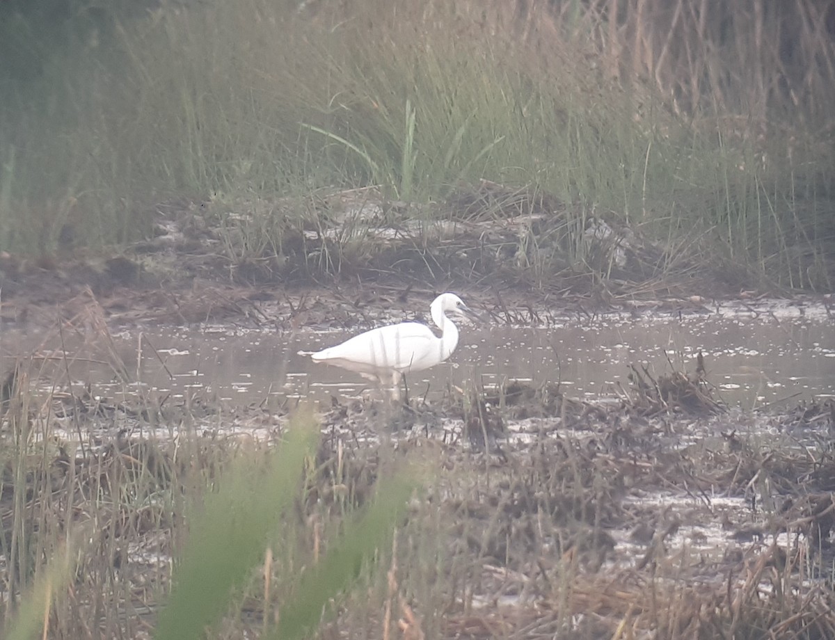 Little Egret - ML109658611