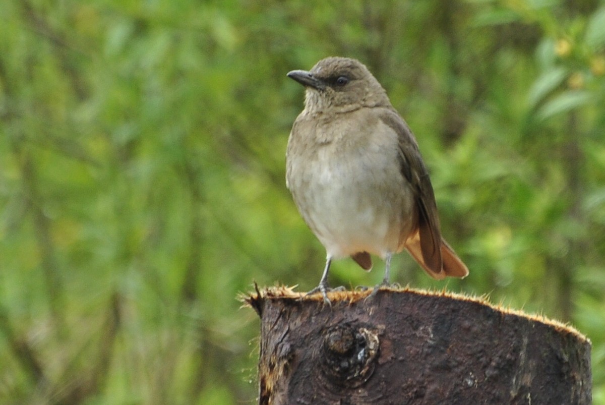 Black-billed Thrush - ML109658621