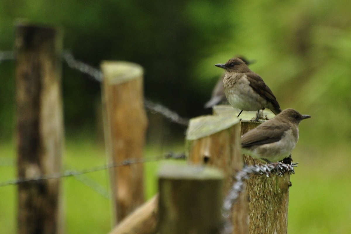 Black-billed Thrush - ML109658631