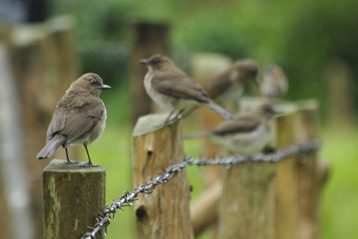 Black-billed Thrush - ML109658651