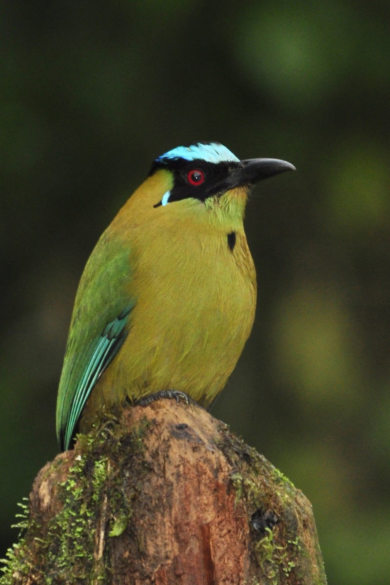 Motmot d'Équateur - ML109658691