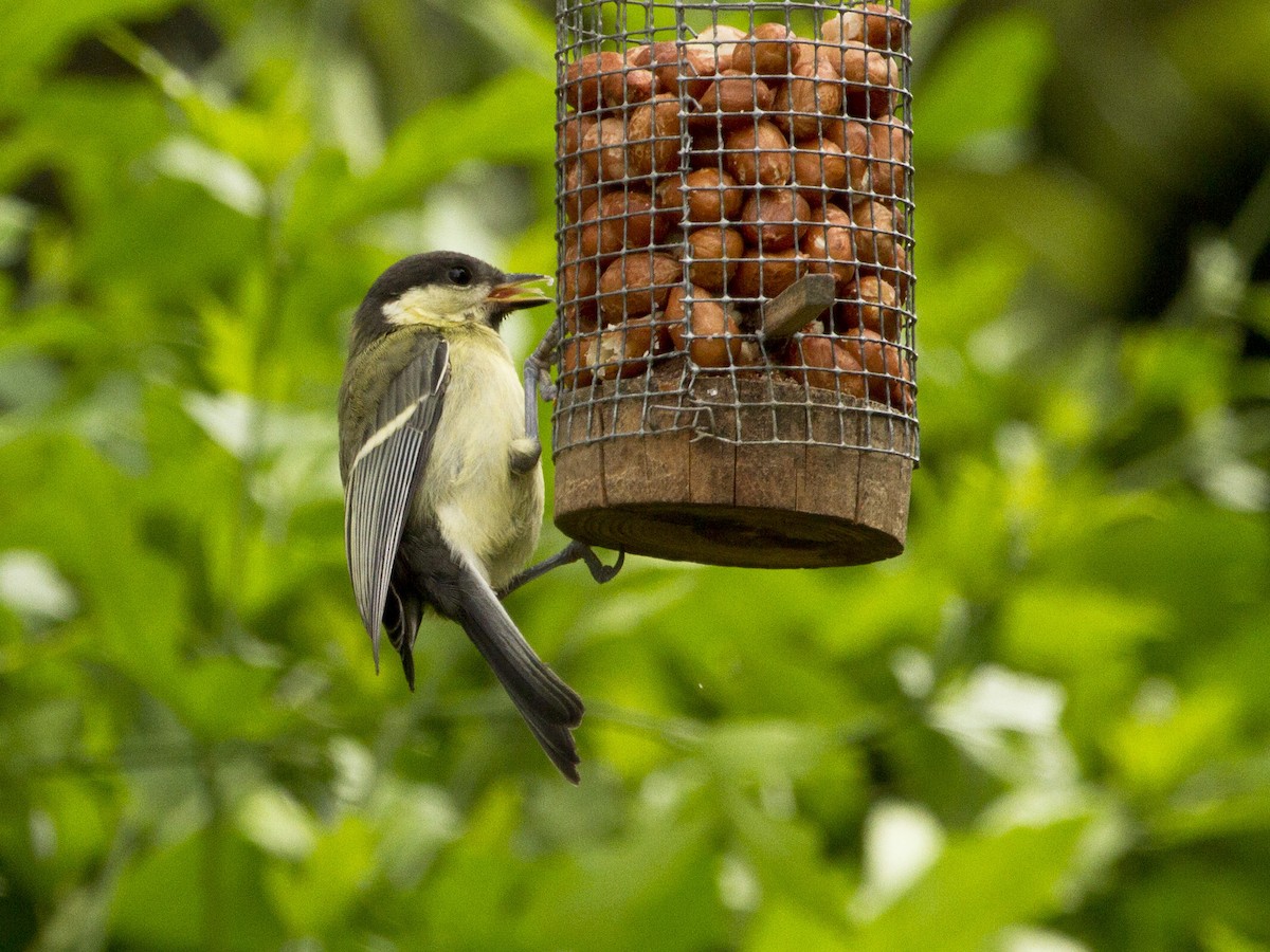 Great Tit - Phil Stouffer