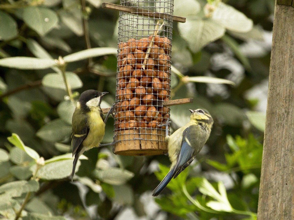 Eurasian Blue Tit - ML109659091