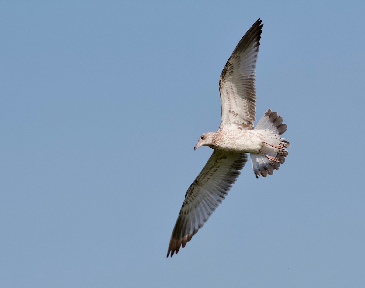 Ring-billed Gull - ML109659891