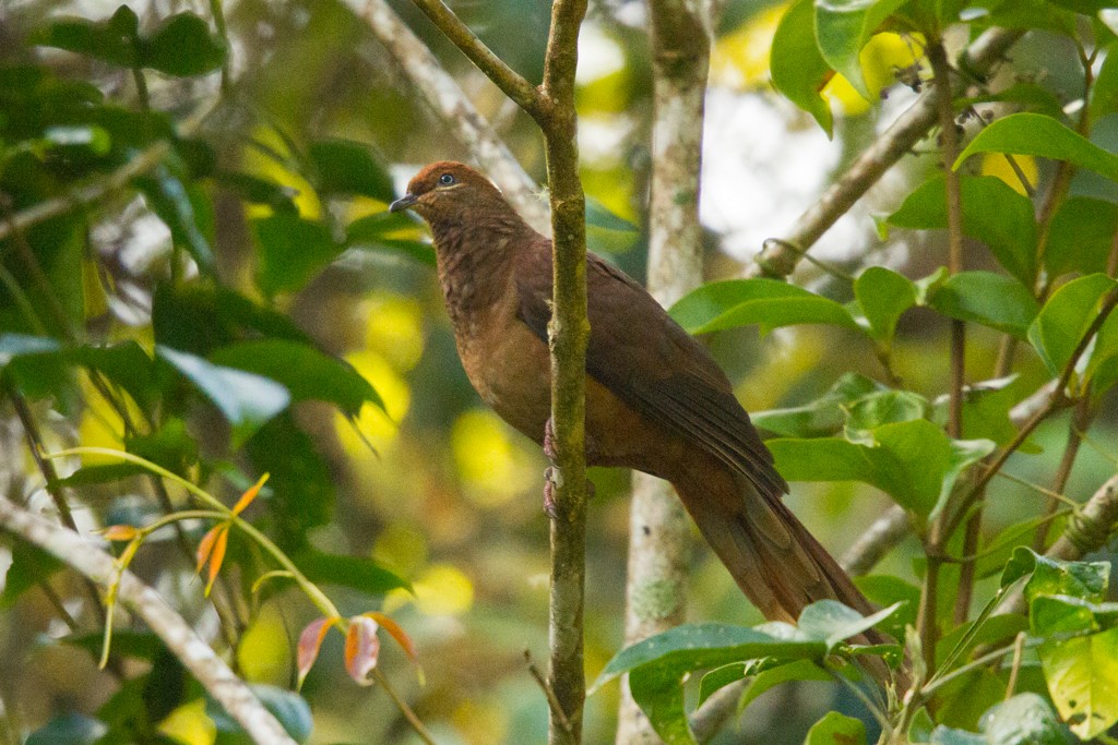 Brown Cuckoo-Dove - ML109660151