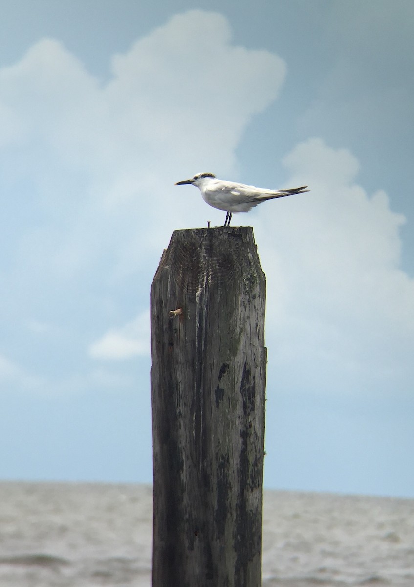 Sandwich Tern - ML109660561