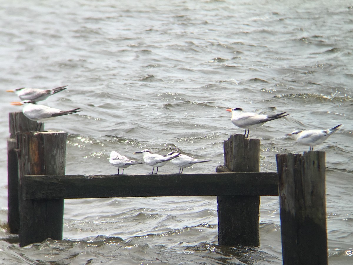 Sandwich Tern - ML109660571