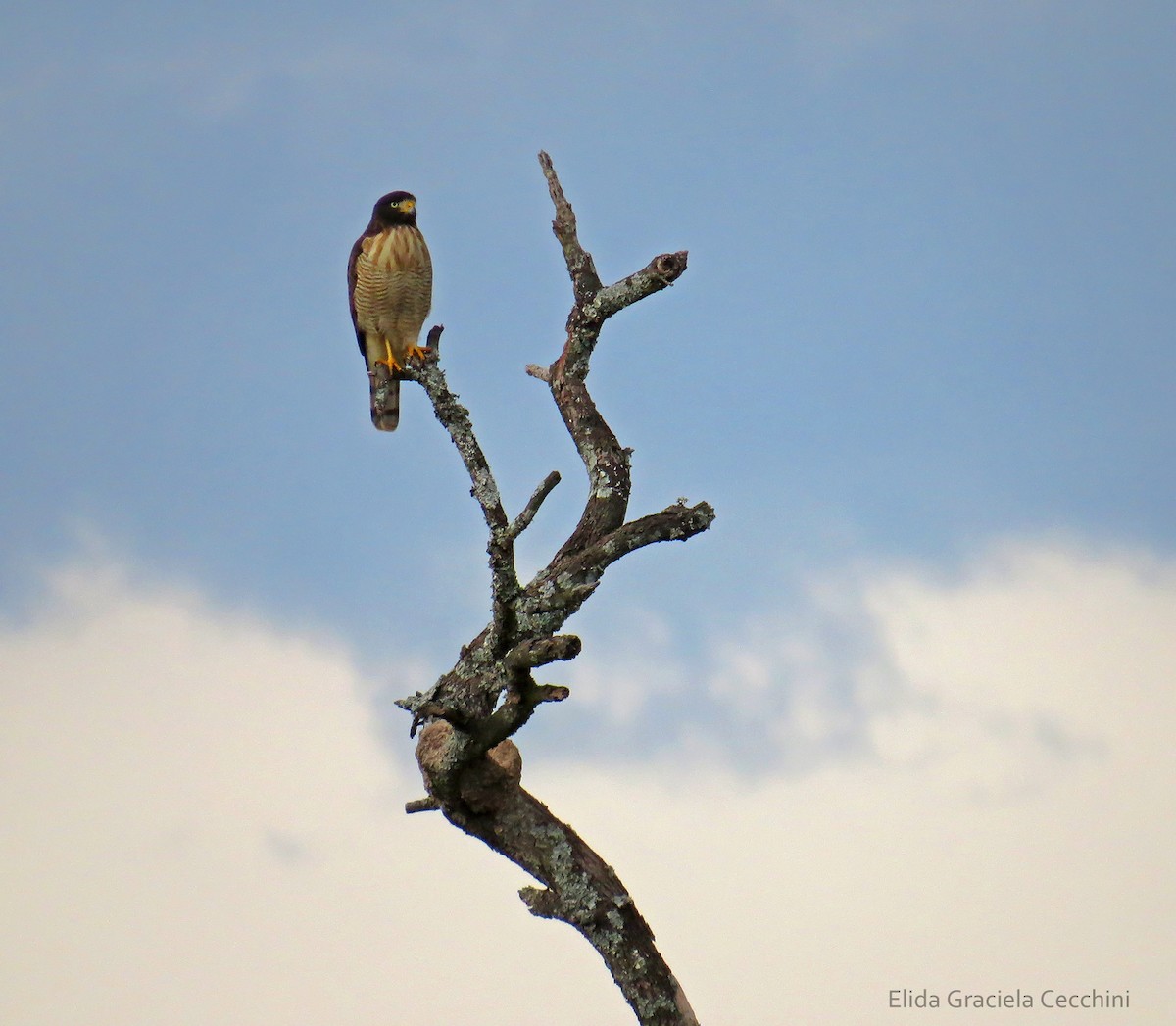 Wegebussard - ML109660751